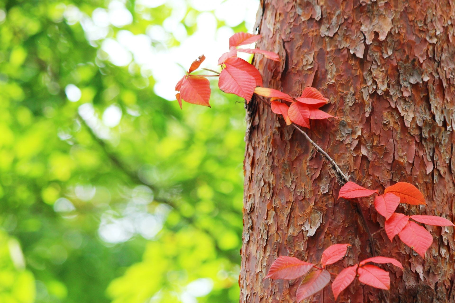 Toxicodendron vernicifluum Japanese lacquer tree (urushi)