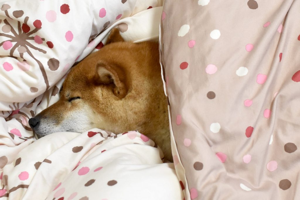 Shiba enjoying a Japanese futon bed