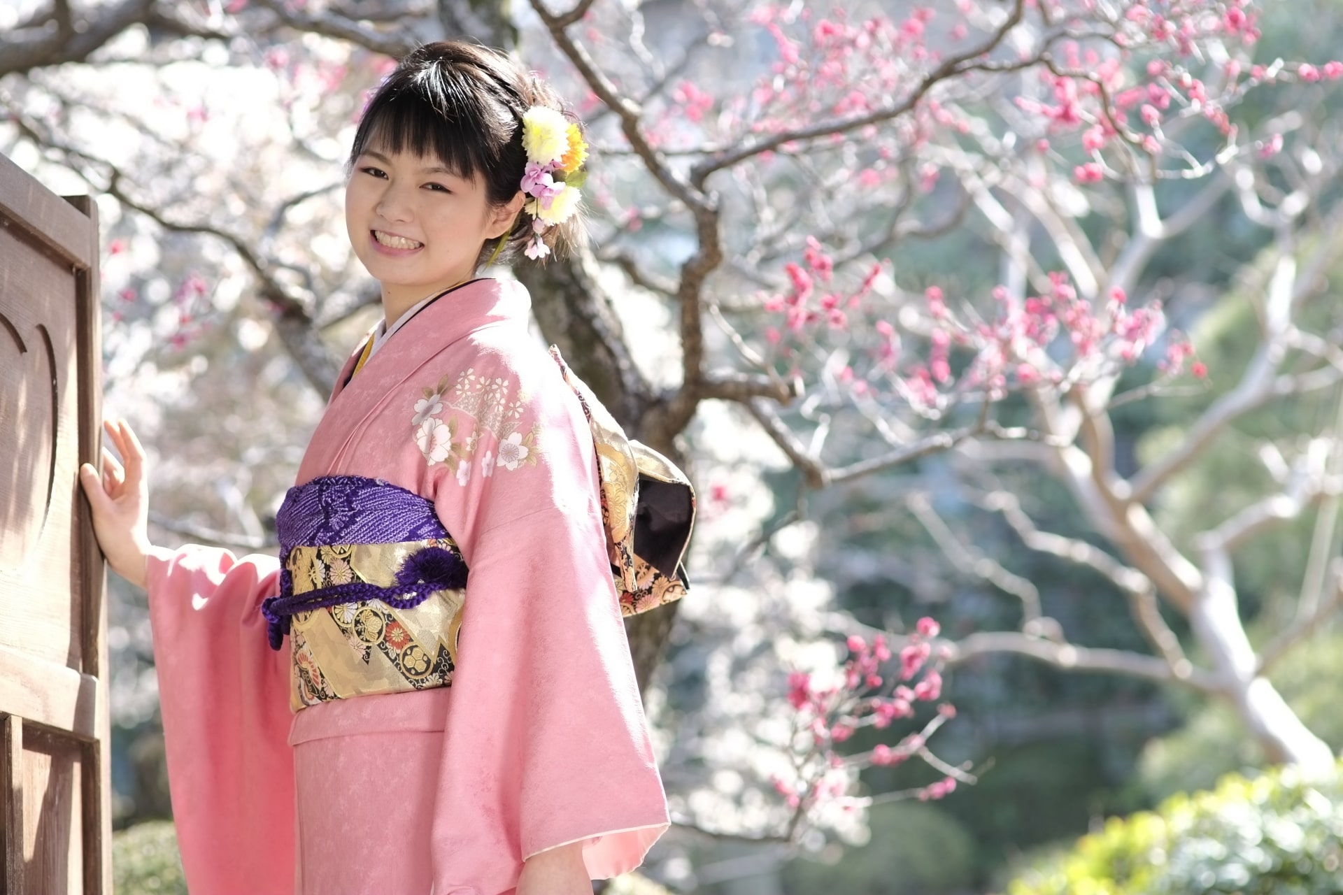 Japanese Woman wearing Kimono under a Cherry tree in Sakura Season.